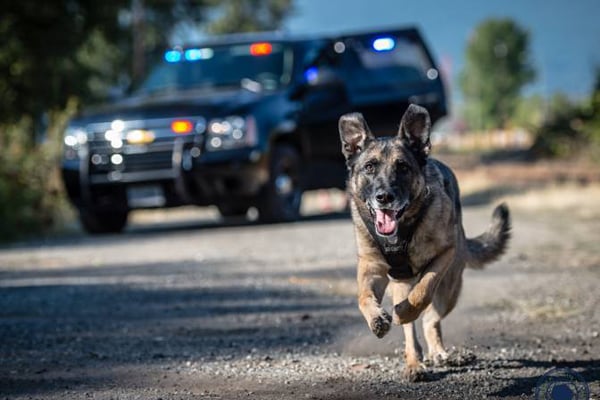 DB's K-9 unit to start formal operation from Pahela Baishakh