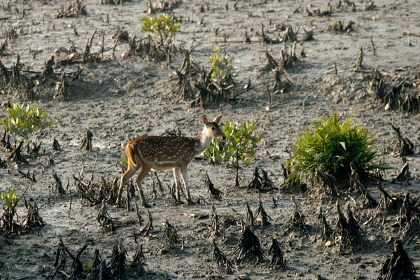 Govt takes up anti-pollution project for Sundarbans