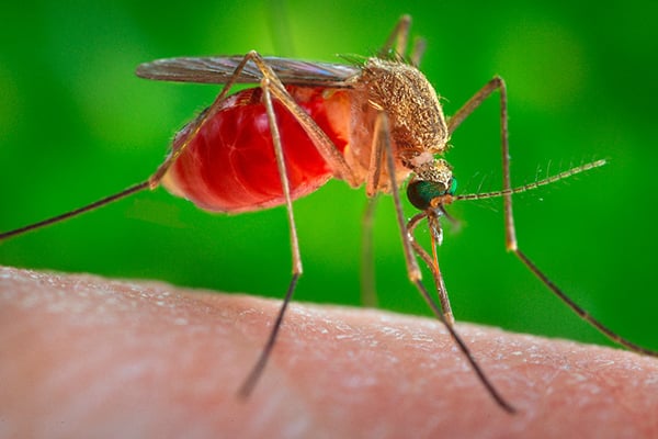 Zika cases reported in US-Australia