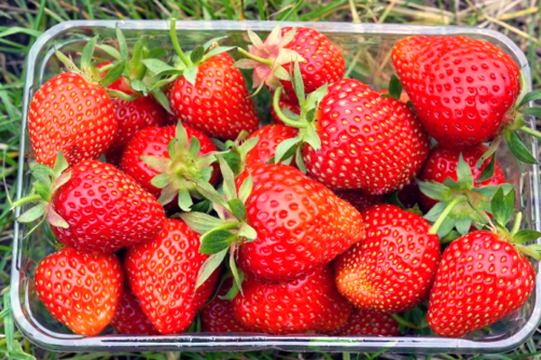 Strawberry farming makes people happy in Rajshahi