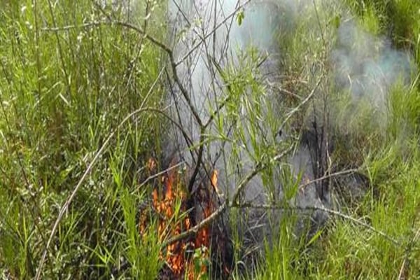 Forest Department suspends 3 employees over Sundarbans fire