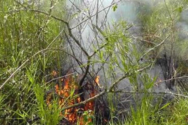 Hand over Sundarbans arsonists to police: Minister