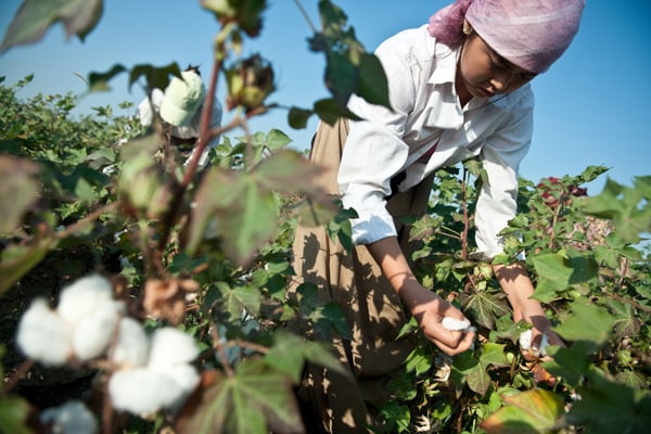 First-ever batch of Kyrgyz cotton arrives