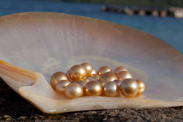 Bangladeshi pearl's export potential