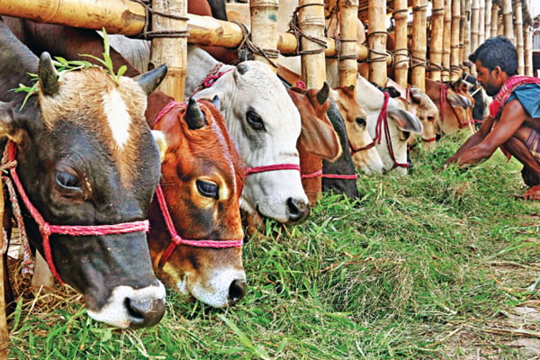Designated Qurbani spots fixed for this year's Eid ul-Azha
