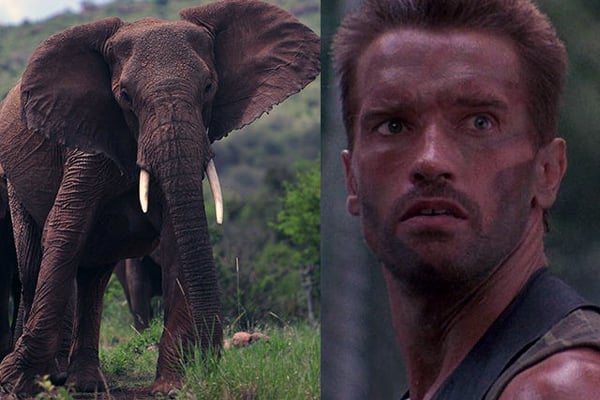 Arnold Schwarzenegger gets charged by elephant