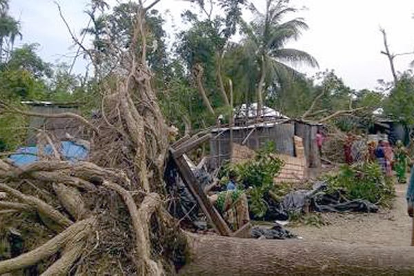 Storm-felled trees kill 2 in Patuakhali