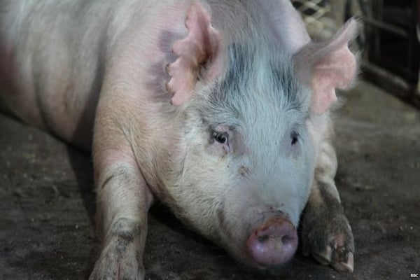 Human transplant organs grown in pigs