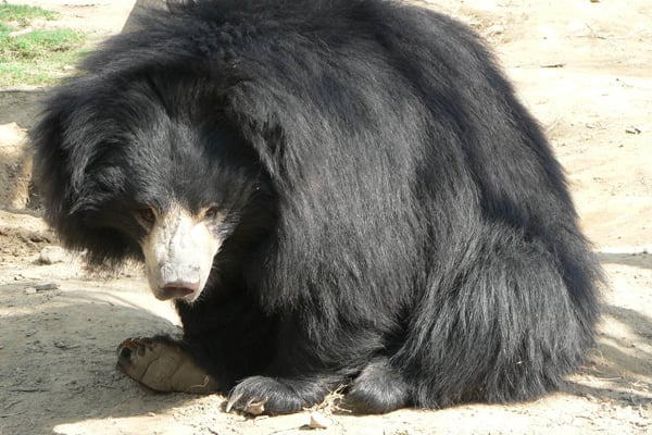 31 species extinct from Bangladesh: IUCN