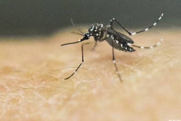 6 Bangladeshis infected with Zika in Singapore