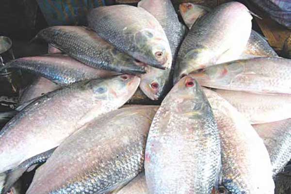 22-day ban on Hilsa fishing begins