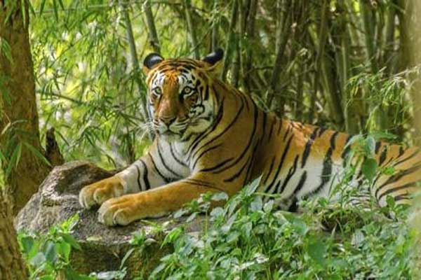 Tiger census in Sundarbans to begin in mid-November