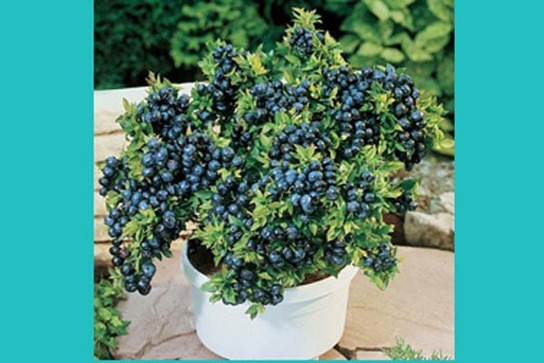 Blueberries may improve brain function in elderly