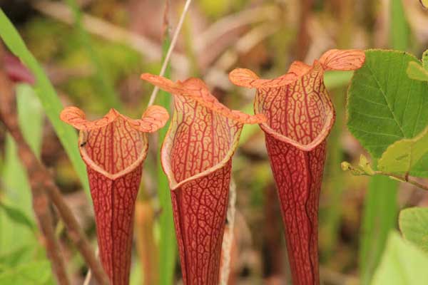 A plant in garden that eats mosquitoes!