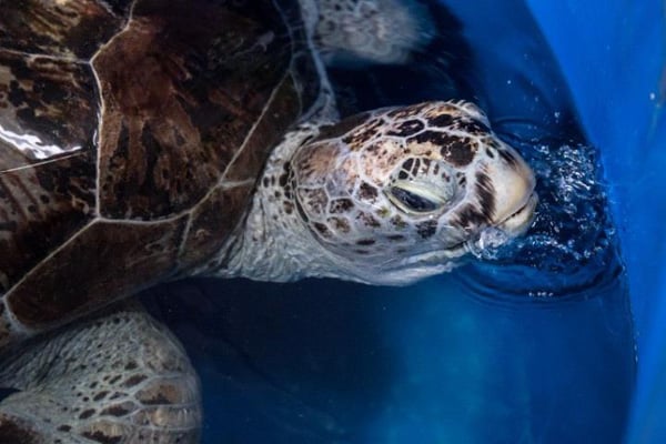 Thailand coin-eating sea turtle 'Piggy Bank' dies