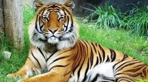 Honey-collector killed, another injured in Sunderbans tiger attack