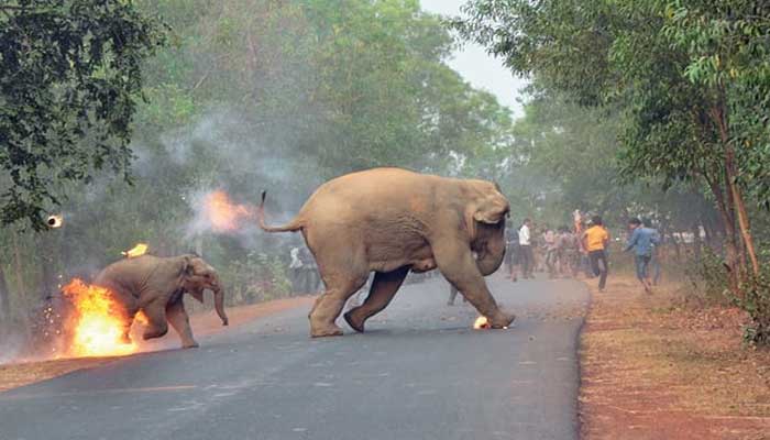 Photo of elephant, calf fleeing fire-throwing mob wins top prize  