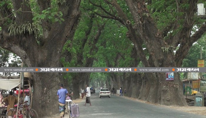 Status-quo on felling Jessore road trees 