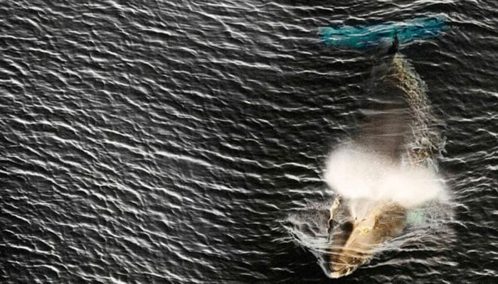 Japan to restart commercial whale hunts