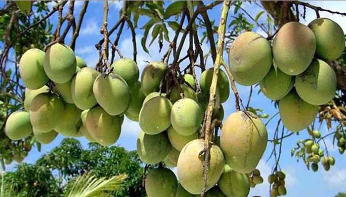 Mango harvesting begins in Rajshahi May 15