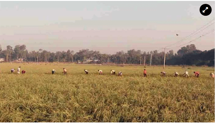 Govt to procure 6 lakh tonnes paddy from farmers