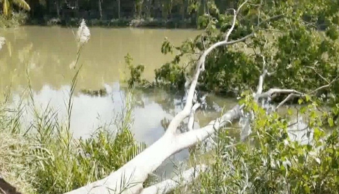 'Bulbul' damages 4,589 trees of Sundarbans