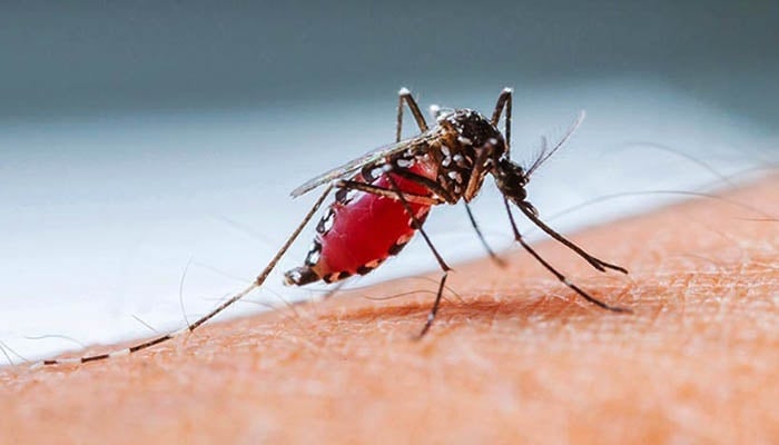 92 new dengue patients hospitalised in 24 hrs