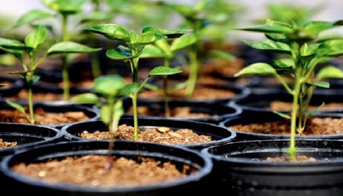 One crore saplings to be planted marking ‘Mujib Year’