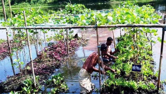 Floating vegetable farming get popularity in Sylhet
