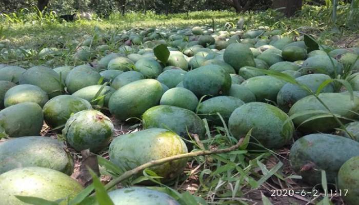 Special train for transporting mangoes from Rajshahi to Dhaka 