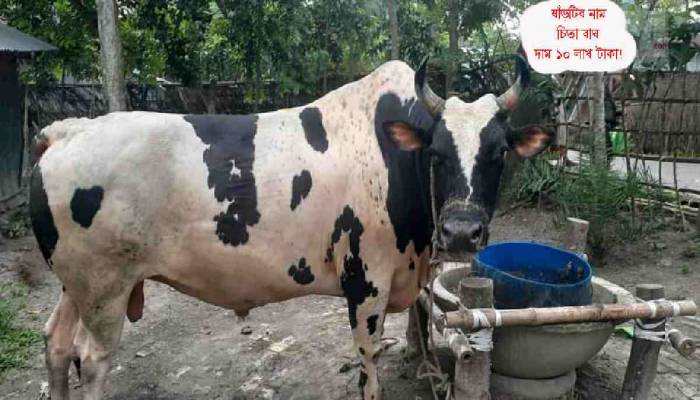'Chita Bagh' of Khulna: An early entrant for King of the Haat this Eid ul Azha