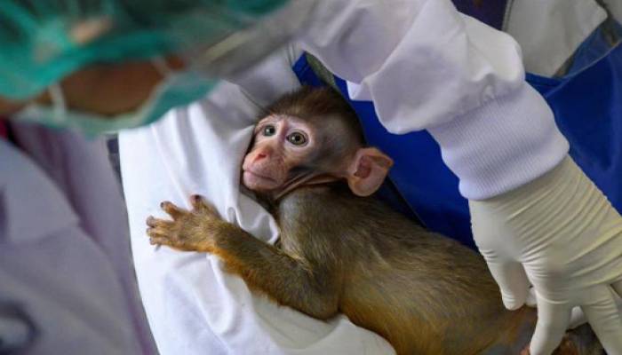 Moderna vaccine protects against Covid-19 in monkey study