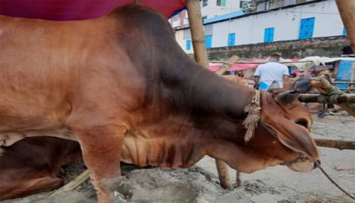 Low sale, less price make sacrificial animal traders frustrated
