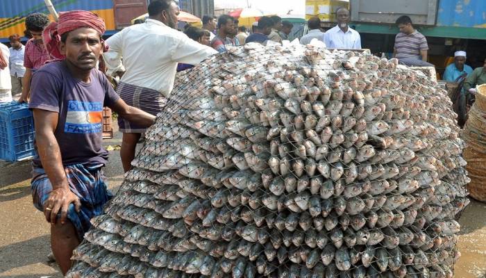 Fishers return to Bay: The ban that feeds the boom