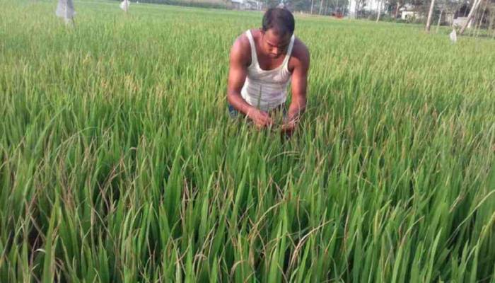 Rural economy going to be under pressure with returnees from cities: Experts