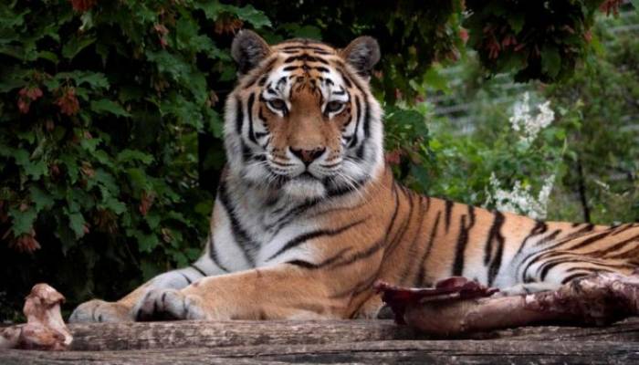 Tiger kills Zurich zookeeper in front of visitors and staff