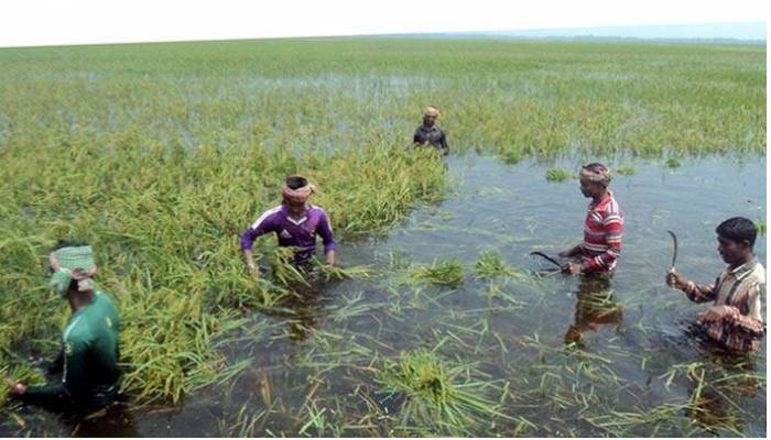 Crops worth Tk1,323 crore damaged by floods