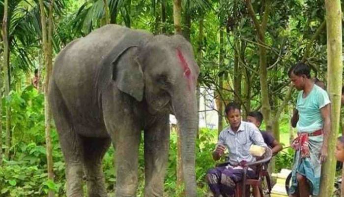 She dreamt of an elephant, her farmer husband got her one