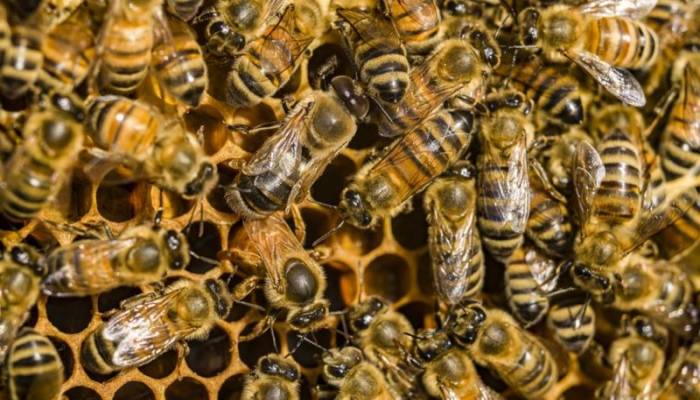 Honeybee venom 'kills some breast cancer cells'