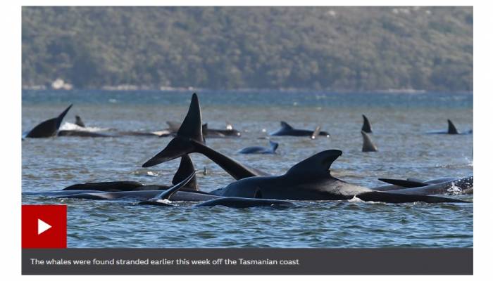 90 whales dead in stranding off Australia