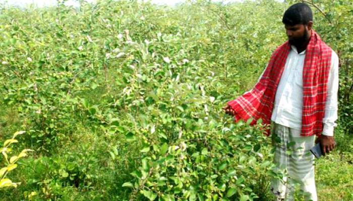 Citrus fruit farming gains popularity in Barind area