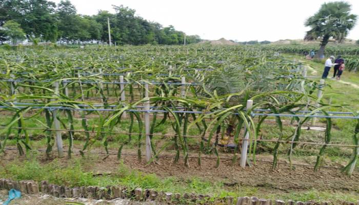 Dragon fruit farming creates entrepreneurs in Rajshahi