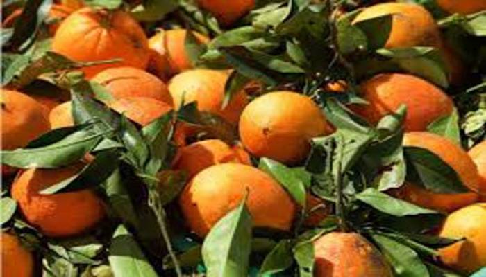 Cultivation of Malta gains popularity in Narsingdi