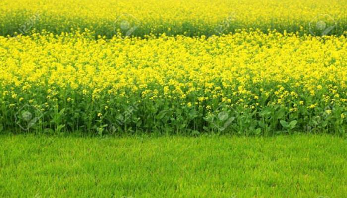 Nature gets yellow look due to mustard farming in Gaibandha