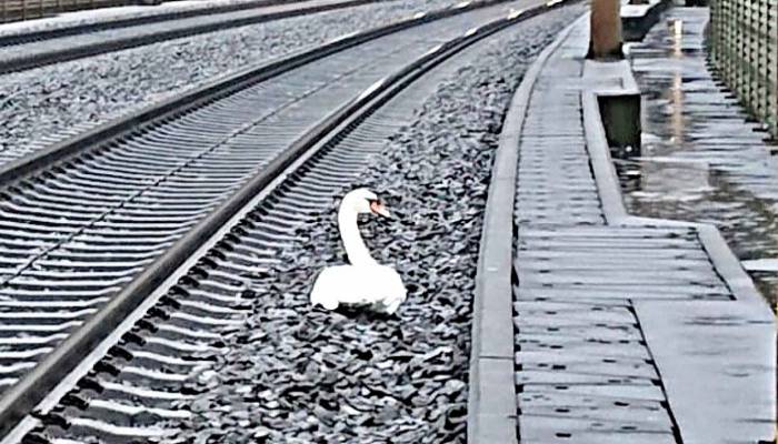 Swan halts 23 trains as its mate dies on track