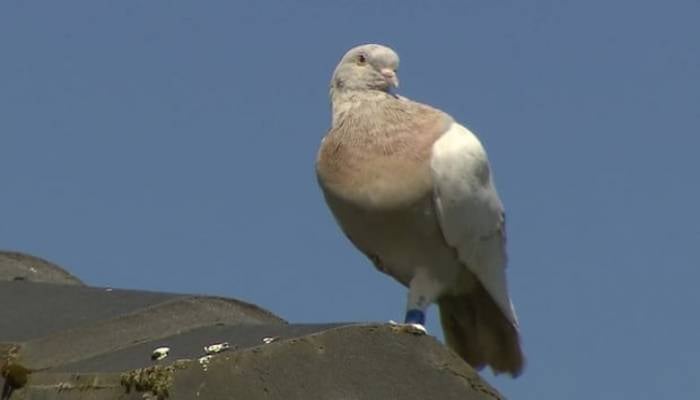 Racing pigeon that survived 13,000km journey from US to Australia now faces euthanasia
