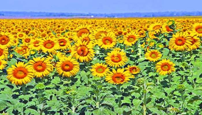 Sunflower cultivation gaining popularity in Netrakona