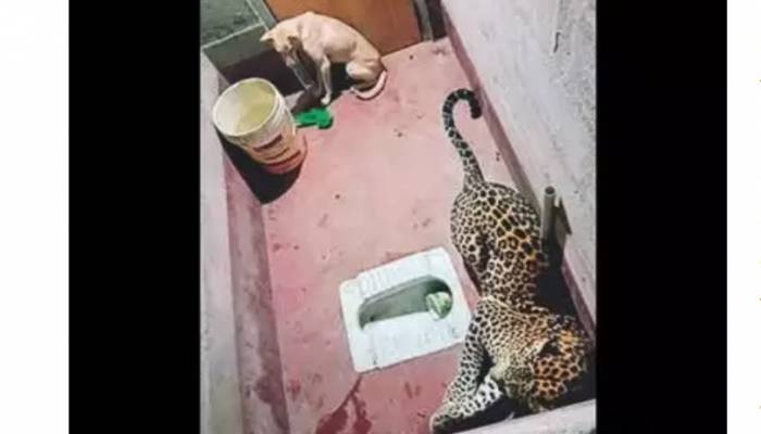 Dog survives night in a toilet with leopard