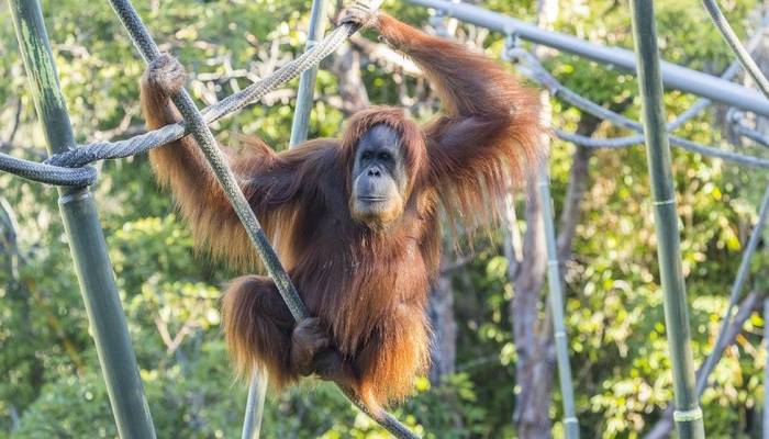 San Diego zoo apes given experimental vaccine