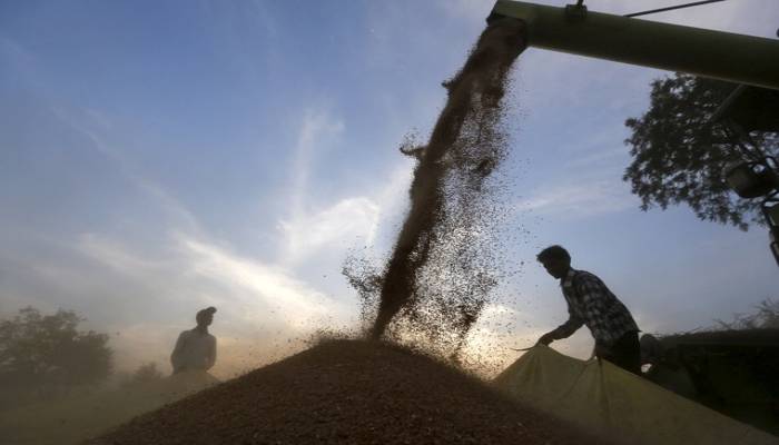 New zinc-fortified wheat set for global expansion to combat malnutrition